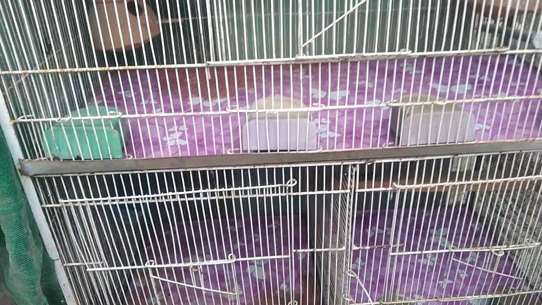 Urgent Sell - 5 Portion Cage Love Birds  / Coctail / Bajri / Ringneck 11