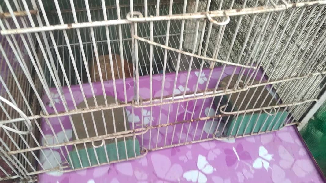 Urgent Sell - 5 Portion Cage Love Birds  / Coctail / Bajri / Ringneck 12