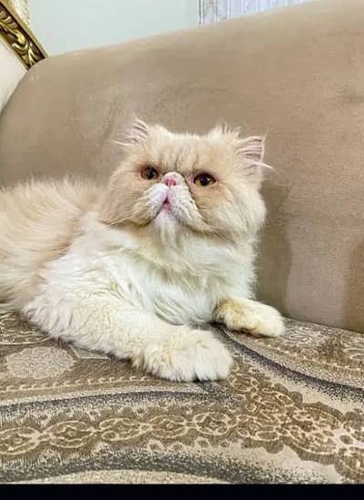 Peke peki Male Cat - Cats - 1083450885