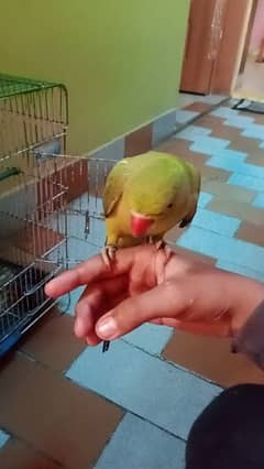 Ringneck handtame parrot for sale (gender not confirm)