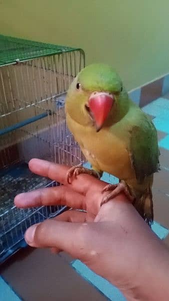 Ringneck handtame parrot for sale (gender not confirm) 1