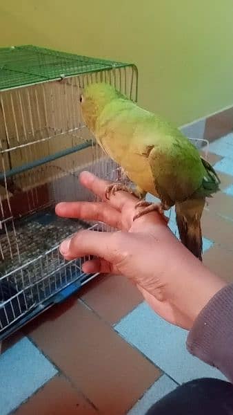 Ringneck handtame parrot for sale (gender not confirm) 2