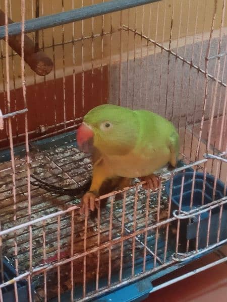 Ringneck handtame parrot for sale (gender not confirm) 3