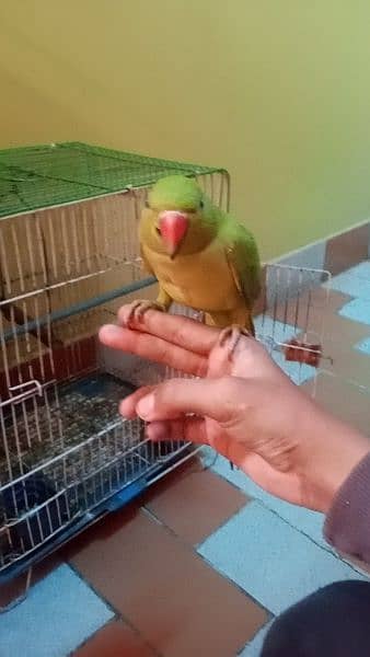 Ringneck handtame parrot for sale (gender not confirm) 4