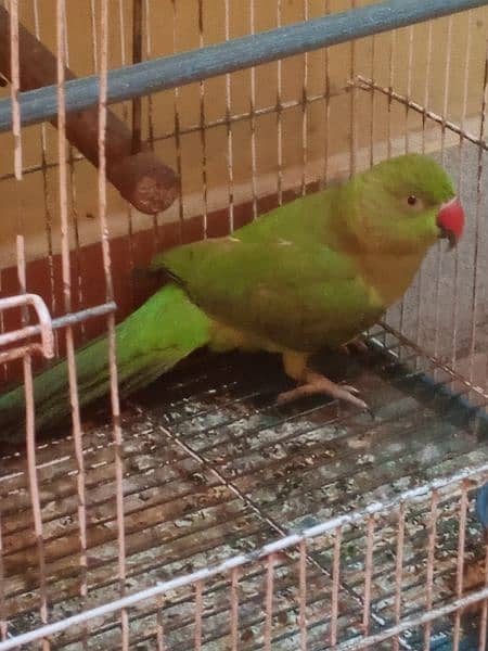 Ringneck handtame parrot for sale (gender not confirm) 5