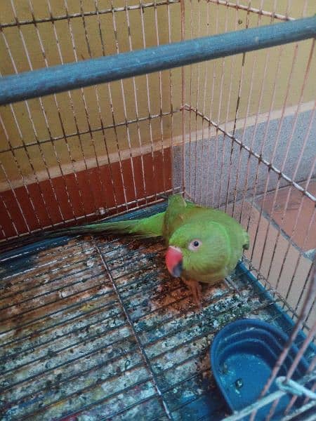 Ringneck handtame parrot for sale (gender not confirm) 6