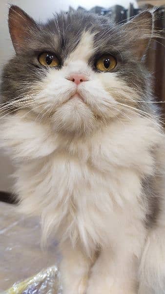 persian Male cat 2