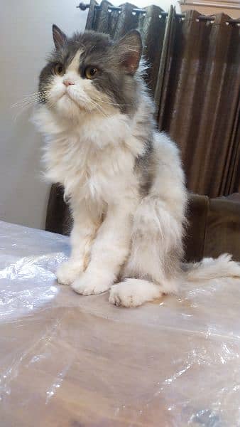 persian Male cat 3