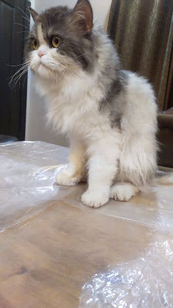 persian Male cat 1