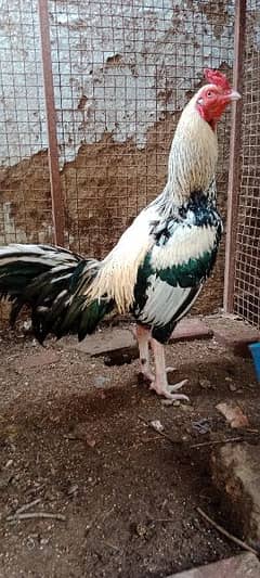 Murgha (Rooster) Jawa Aseel Breeders.     and      Aseel Fertile Eggs
