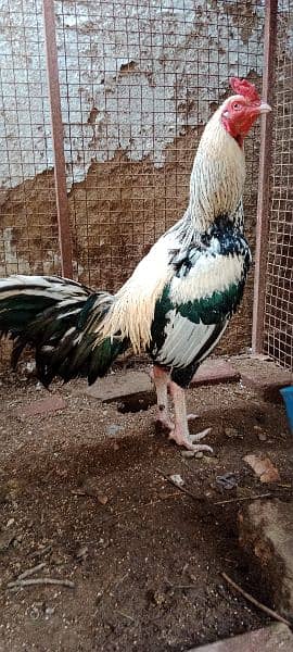 Murgha (Rooster) Jawa Aseel Breeders.     and      Aseel Fertile Eggs 0
