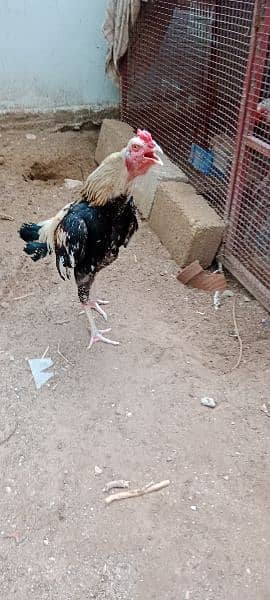 Murgha (Rooster) Jawa Aseel Breeders.     and      Aseel Fertile Eggs 1