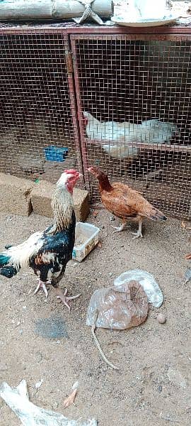 Murgha (Rooster) Jawa Aseel Breeders.     and      Aseel Fertile Eggs 2