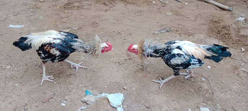 Murgha (Rooster) Jawa Aseel Breeders.     and      Aseel Fertile Eggs 3