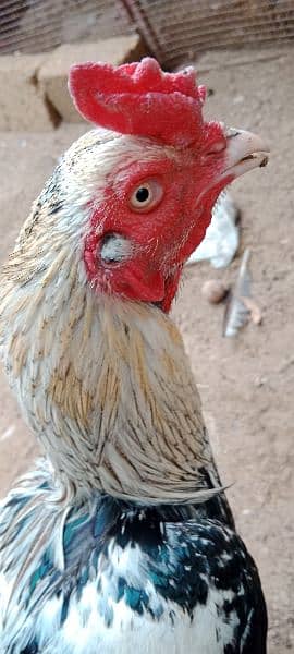 Murgha (Rooster) Jawa Aseel Breeders.     and      Aseel Fertile Eggs 4