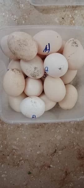 Murgha (Rooster) Jawa Aseel Breeders.     and      Aseel Fertile Eggs 5