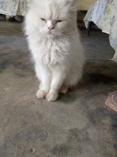 Persian cats/punch face/triple coated kitten's/kittens for sale 0