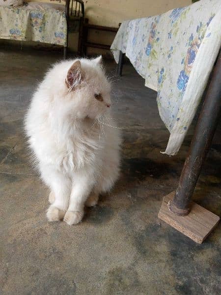 Persian cats/punch face/triple coated kitten's/kittens for sale 2