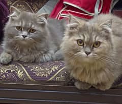 Persian cats punch face triple coat pair 0