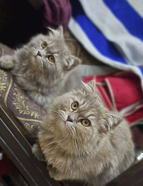 Persian cats punch face triple coat pair 1