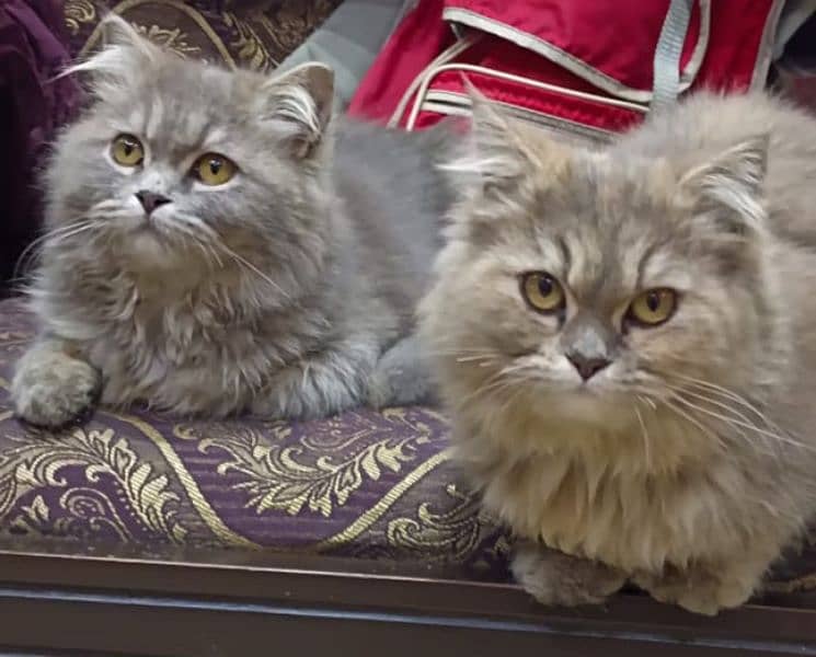 Persian cats punch face triple coat pair 2