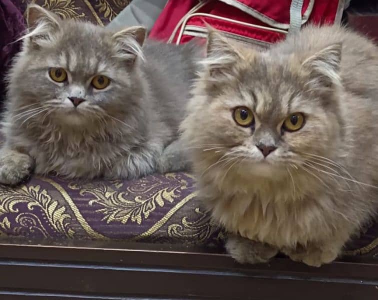 Persian cats punch face triple coat pair 3