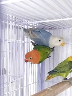 love bird breed for sale 0