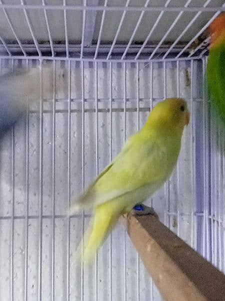 love bird breed for sale 2
