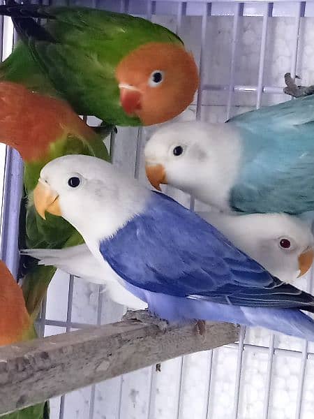 love bird breed for sale 3