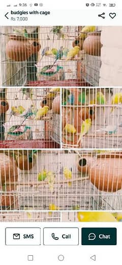 Budgies with cage 0