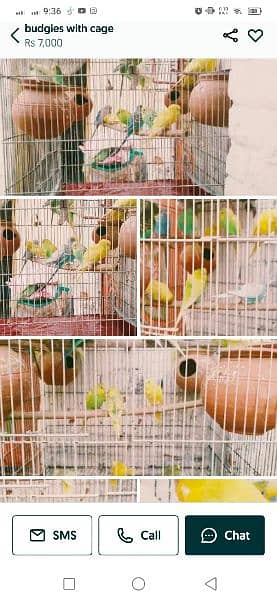 Budgies with cage 0
