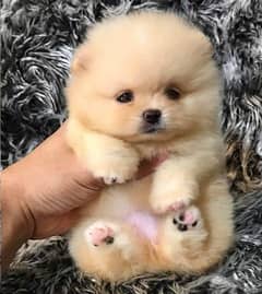 Teacup pomeranian hot sale olx