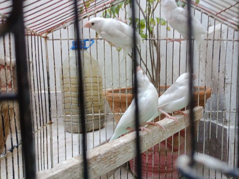White Java pathay for sell 1