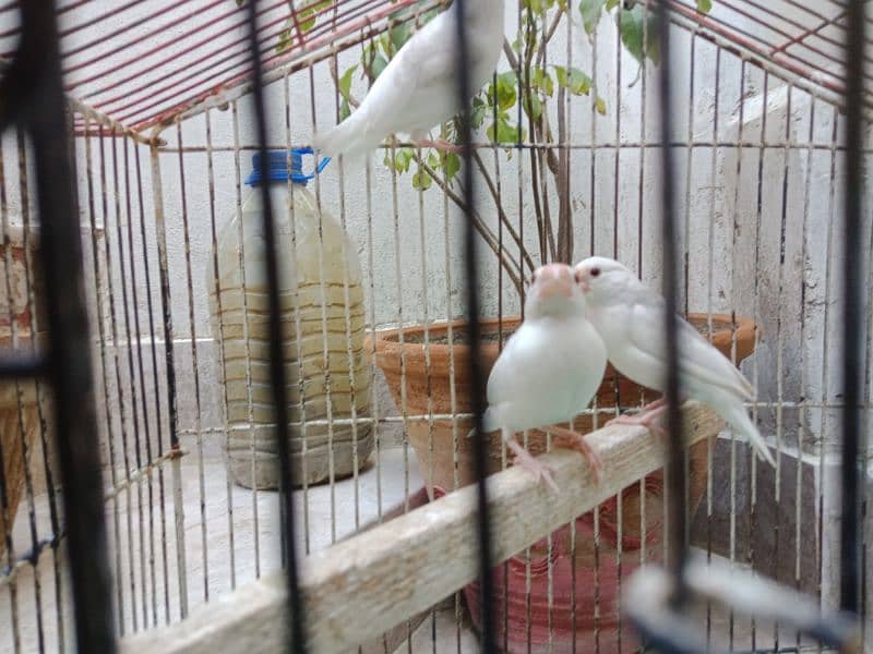 White Java pathay for sell 2