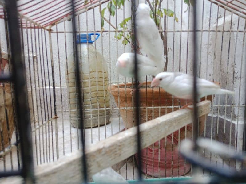 White Java pathay for sell 3