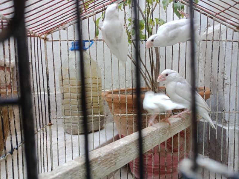 White Java pathay for sell 6