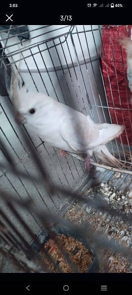 Any type of parrots hand tame or fly tame 4