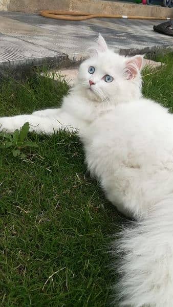 Selling male persian blue eyes Tripple coated cat 3