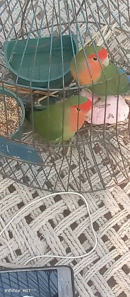 love bird pair. bagis parrots 1