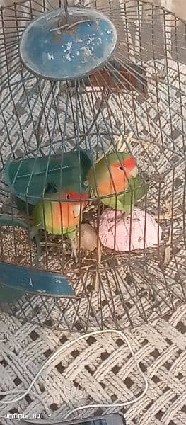 love bird pair. bagis parrots 2