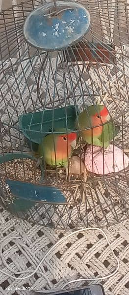 love bird pair. bagis parrots 3
