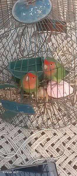 love bird pair. bagis parrots 4