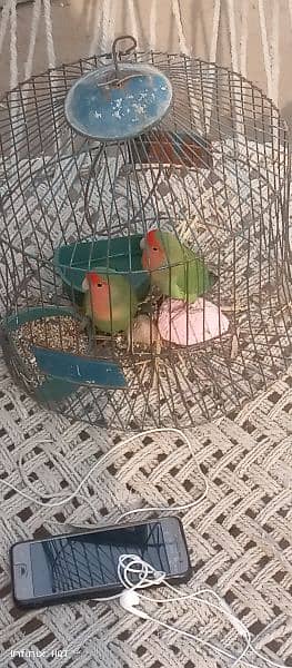 love bird pair. bagis parrots 6