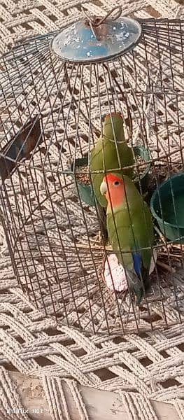 love bird pair. bagis parrots 7
