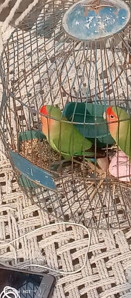 love bird pair. bagis parrots 8