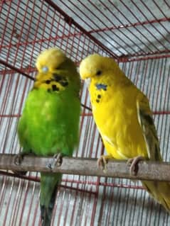 Exhibition hot sale budgies olx