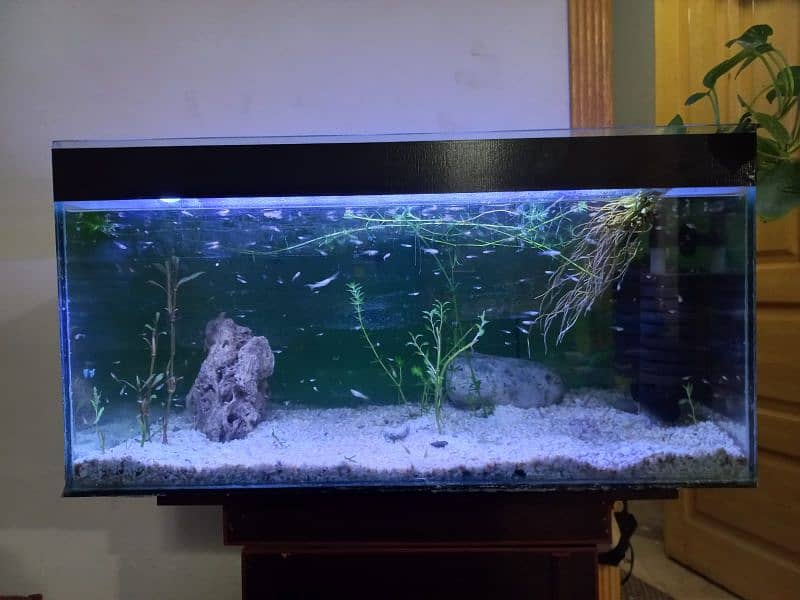 fish glass aquarium for sale ful setup 3