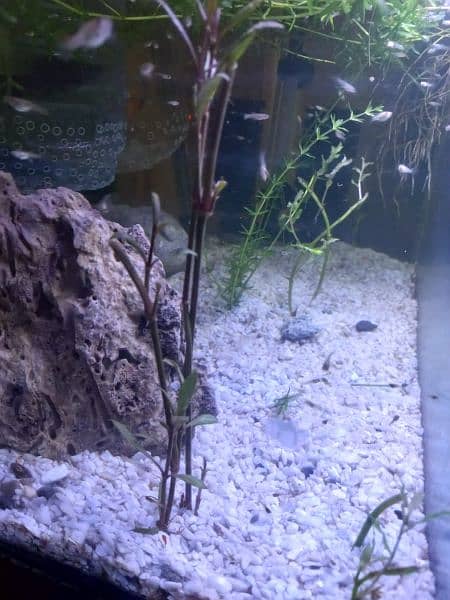 glass fish aqurium for sale 1