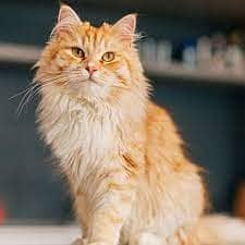Persian Cat / tripple coat / persain female cat