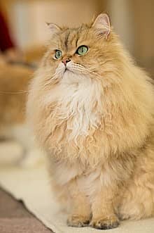 Persian Cat / tripple coat / persain female cat 3